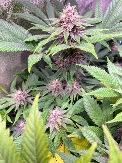 PurpleBerryShithead (F1) - Image 3