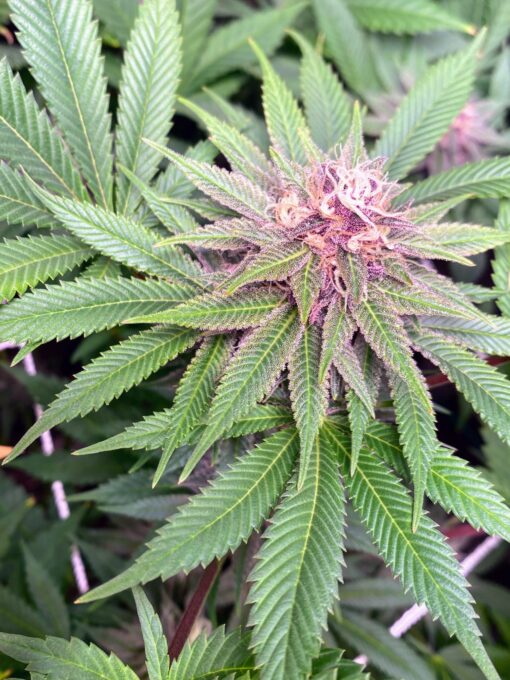 PurpleBerryShithead (F1) - Image 4