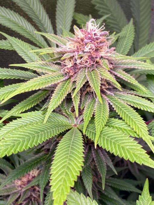 PurpleBerryShithead (F1) - Image 5