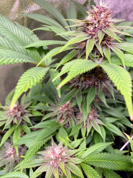PurpleBerryShithead (F1) - Image 2