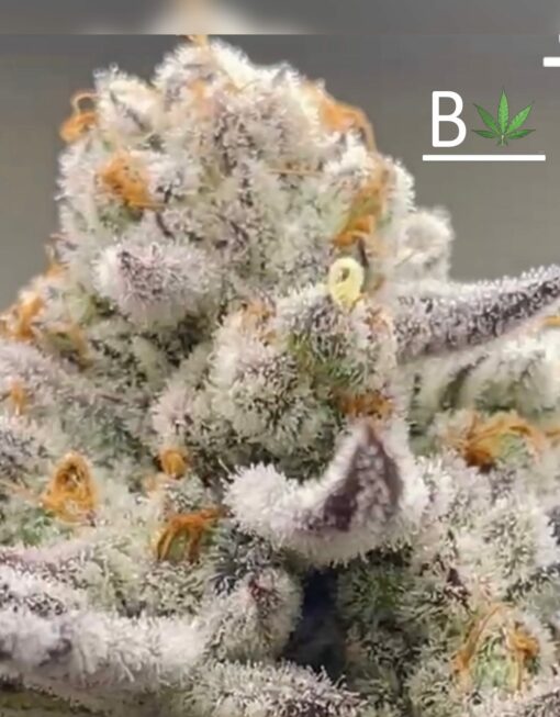 Chimera #3 ☆Beleaf☆☆ rooted clone