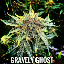 Gravely Ghost (10-Seeds) Fem Auto