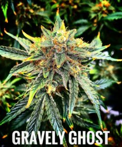 Gravely Ghost (10-Seeds) Fem Auto