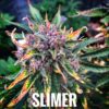 Slimer (10-Seeds) Fem Auto