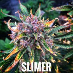 Slimer (10-Seeds) Fem Auto