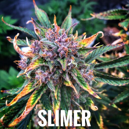 Slimer (10-Seeds) Fem Auto