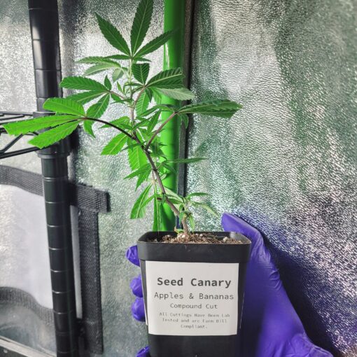 Apples & Bananas (Compound Cut) - Two Rooted Clones
