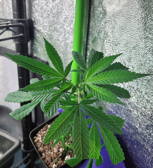 Apples & Bananas (Compound Cut) - Two Rooted Clones - Image 4