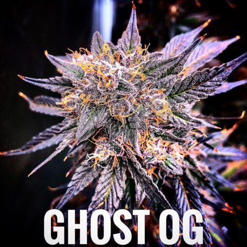 Ghost OG Fem Auto seeds( 10-pack) - Image 2