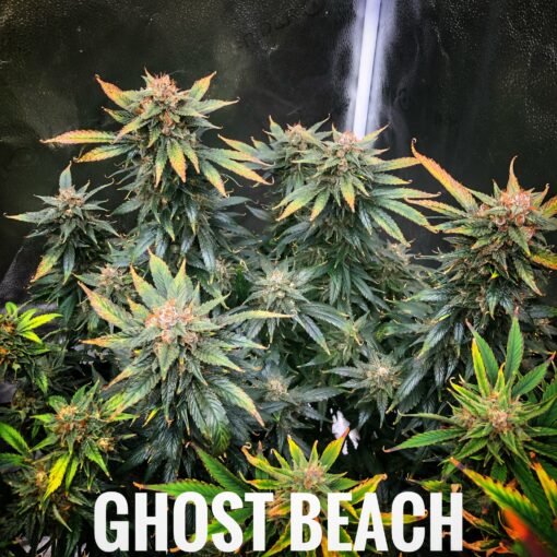 Ghost Beach (10-Seeds) Fem Auto - Image 2
