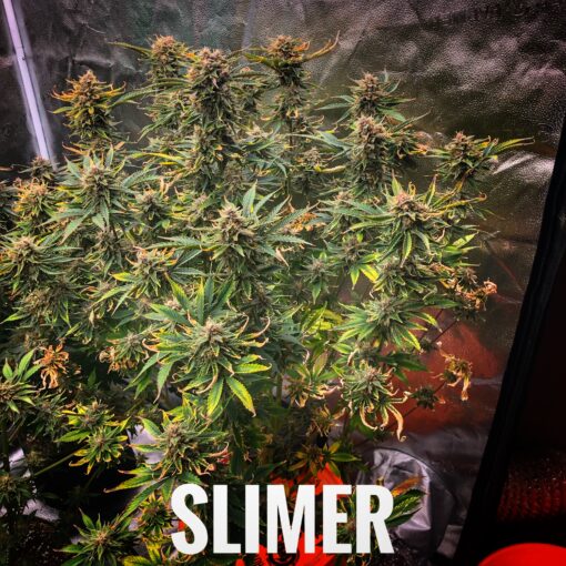 Slimer (10-Seeds) Fem Auto - Image 2