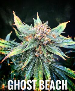 Ghost Beach (10-Seeds) Fem Auto