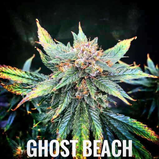 Ghost Beach (10-Seeds) Fem Auto