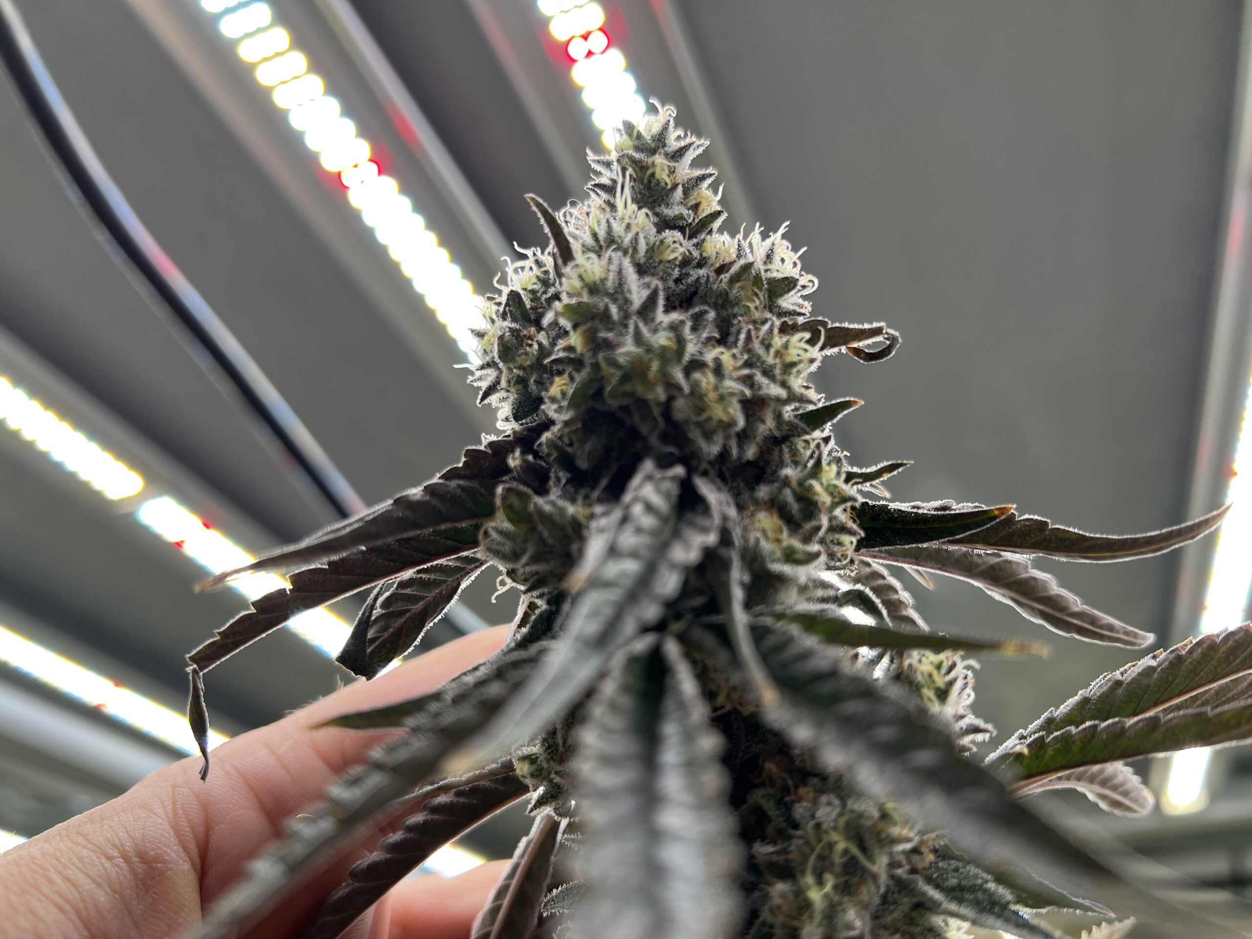 The Gas Station Clonez