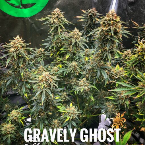 Gravely Ghost (10-Seeds) Fem Auto - Image 2