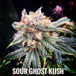 Sour Ghost Kush (10-Seeds) Fem Auto