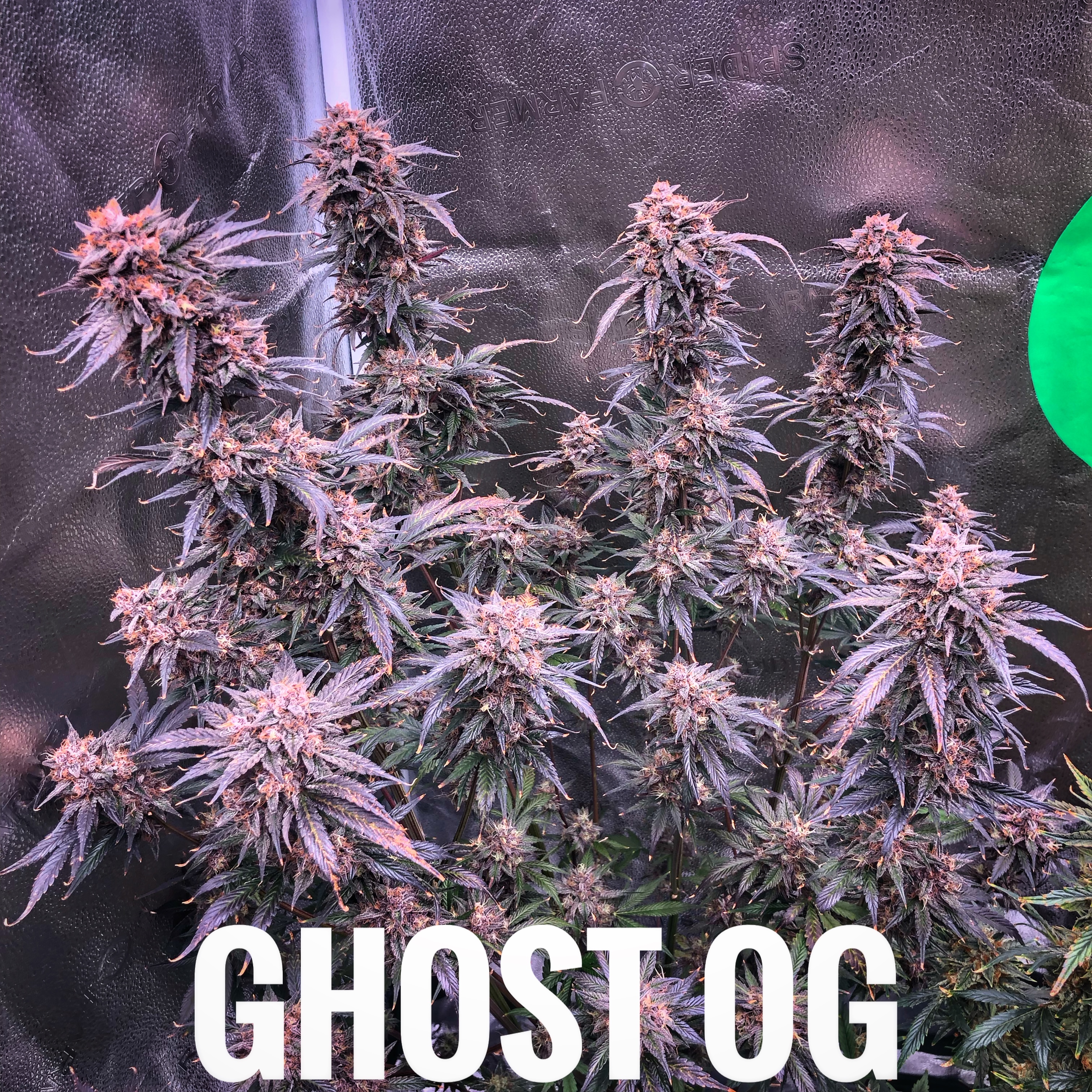 Ghost OG Fem Auto seeds( 10-pack)