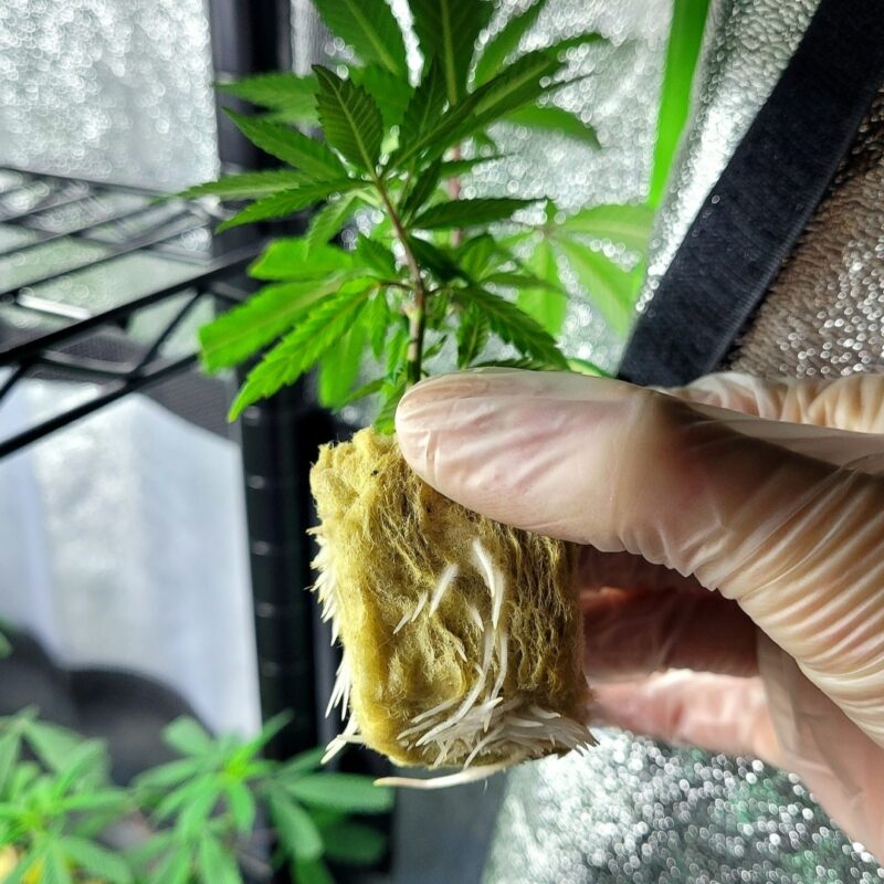 Apples & Bananas Cut) Rooted Clone Seed Canary