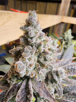 Autumn's Bubba