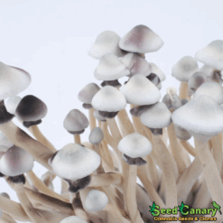 Albino A+ Spore Syringe