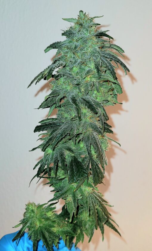 Chicago Fire - 12x Regular seeds + Freebies - Image 5