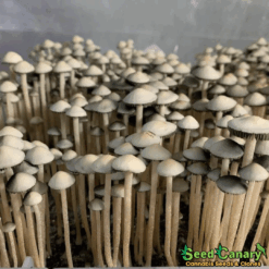 Panaeolus cyanescens var “British Virgin Islands" Spore Syringe