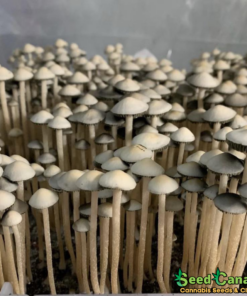 Panaeolus cyanescens var “British Virgin Islands" Spore Syringe