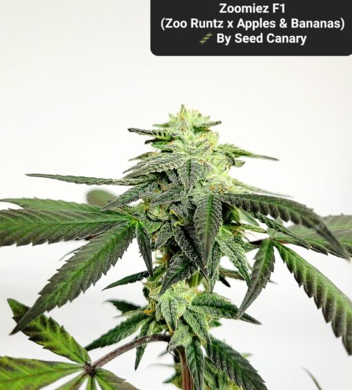 Seed Canary Genetics - Collection Set & Limited Edition Banner - Image 6