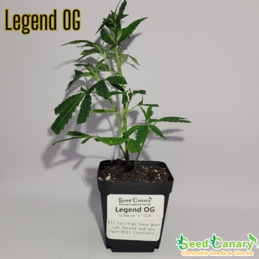 Legend OG (Schmoe's Cut) Rooted Clone - Image 2