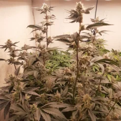 Garlic breath