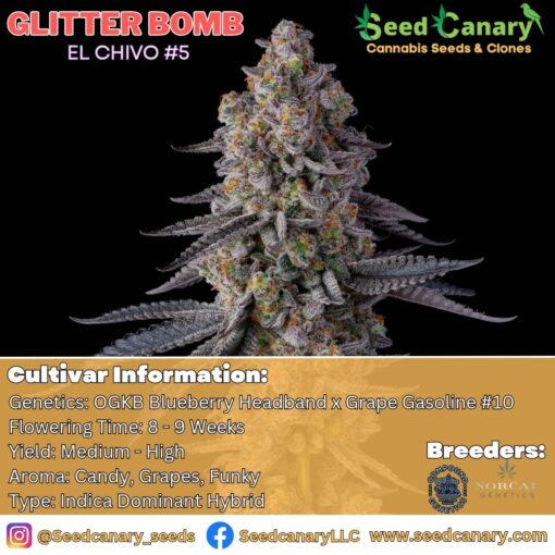 Glitter Bomb (El Chivo #5 Cut) Rooted Clone - Seed Canary