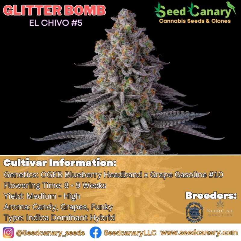 Glitter Bomb (El Chivo 5 Cut) Rooted Clone Seed Canary