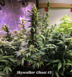 Skywalker Ghost (10-Seeds) Fem Auto