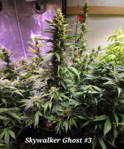 Skywalker Ghost (10-Seeds) Fem Auto