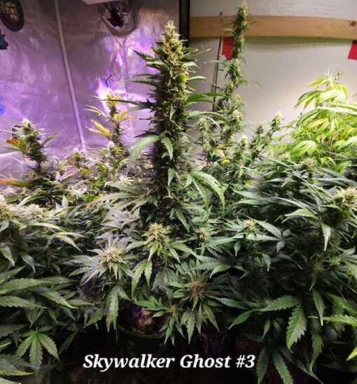 Skywalker Ghost (10-Seeds) Fem Auto