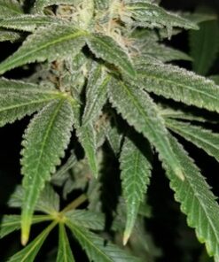 White Fire OG x Malawi Gold - 12 Regs