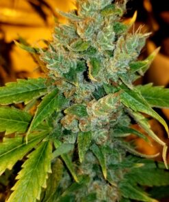 Candy Cream x Chocolate Thai