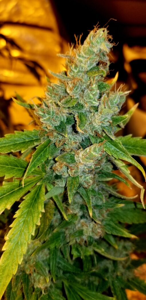 Candy Cream x Chocolate Thai