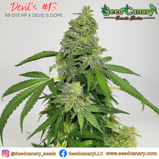 Devil's #13 - 6x Regular seeds + Freebies - Image 3
