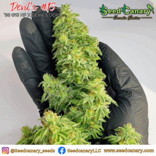 Devil's #13 - 6x Regular seeds + Freebies - Image 4
