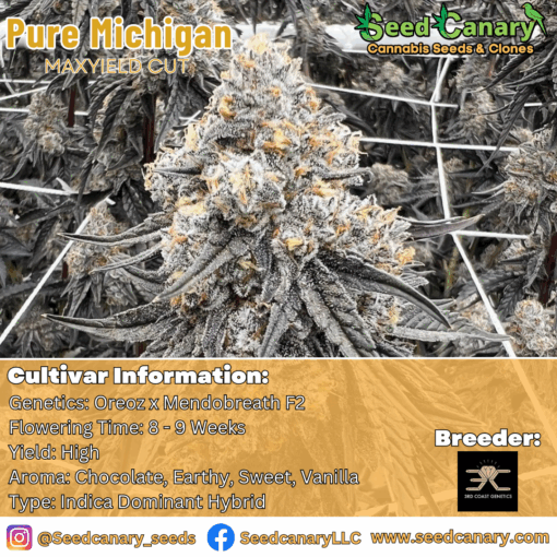 Pure Michigan - (Maxyield Cut) Rooted Clone