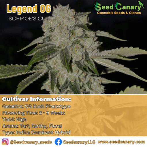 Legend OG (Schmoe's Cut) Rooted Clone
