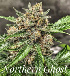 Nothern Ghost (10-Seeds) Fem Auto