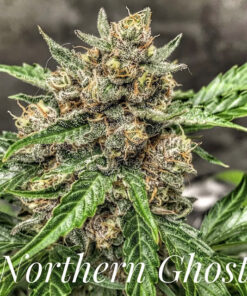 Nothern Ghost (10-Seeds) Fem Auto