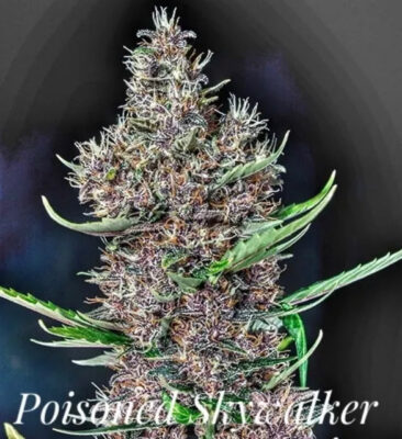 Poisoned Skywalker (10-Seeds) Fem Auto