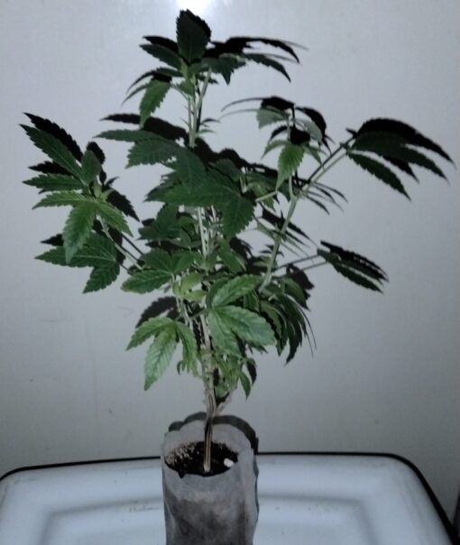 Chem D - Legendary Clone!