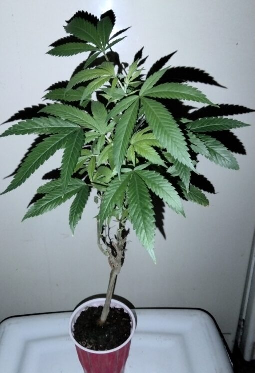 Fruity Pebbles OG