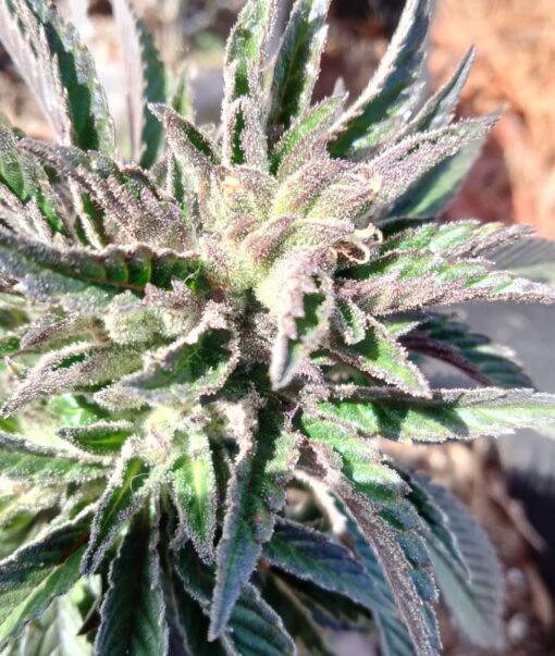 Purple Urkel - Legendary Clone - 2 snips or 1 rooted for $250
