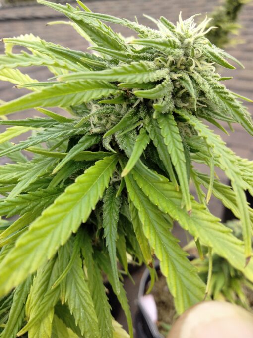 Strawberry Cough - original cut! - Image 2