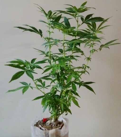 Strawberry Cough - original cut! - Image 3